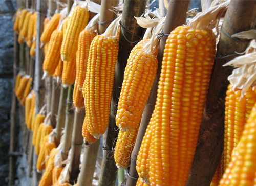 ���������еĽ������� ת�������׿��°��� www.027eat.com