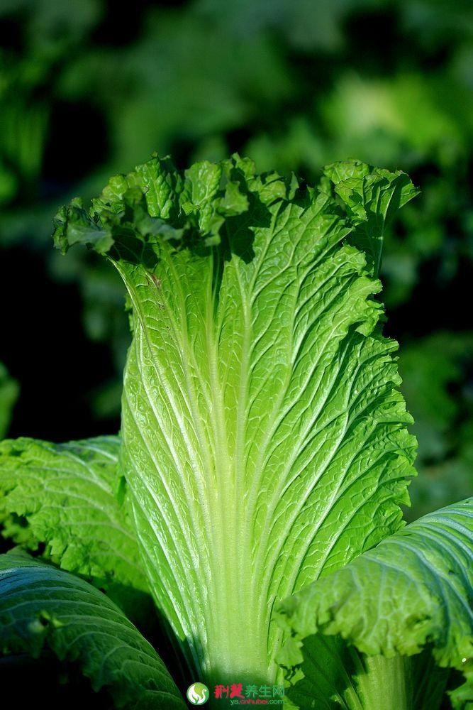 ��ײ�Ҷ��Ĥ �����ഺ�����۰�Ƥ�� www.027eat.com