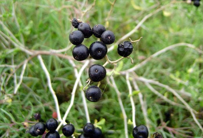 �ڹ���轵Ĺ�Ч www.027eat.com