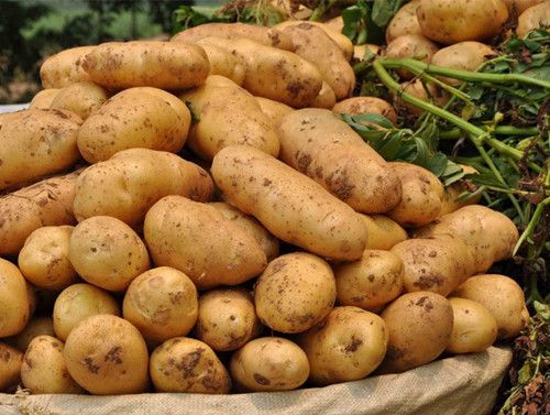 ����������Щ�ô� ��ϧ֪������̫���� www.027eat.com