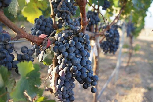 ���ѵ�����  ���ѵ�Ӫ����ֵ www.027eat.com