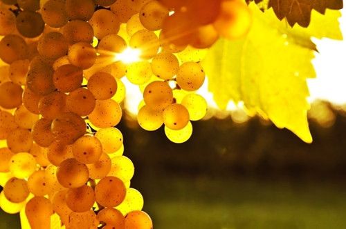 葡萄的作用 葡萄的营养价值 www.027eat.com