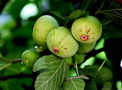 �޻����ļ��ֹ�Ч������ www.027eat.com