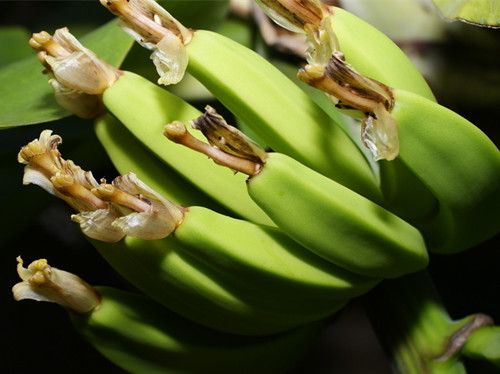 吃未成熟的香蕉反而导致便秘 www.027eat.com