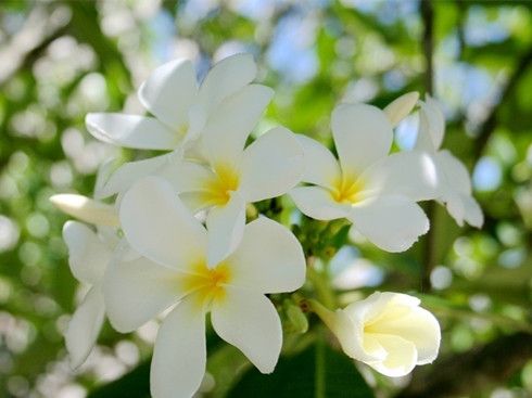 �ٺϻ��Ĺ�Ч����Щ www.027eat.com