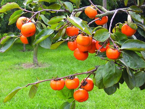 �����ӵĽ�����֪���� www.027eat.com