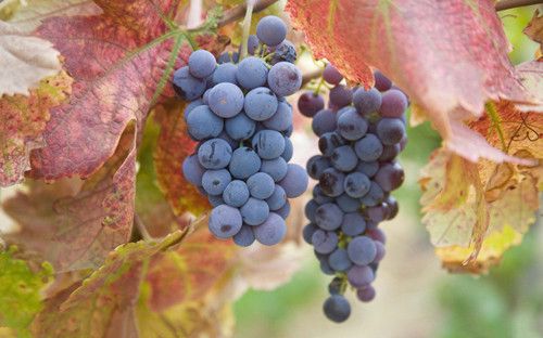 ��θ��Ƣ������ ϸ������10��Ч www.027eat.com