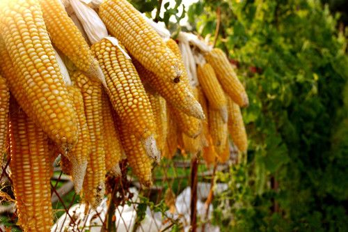 ���׵�Ӫ����ֵ  �����������÷��� www.027eat.com