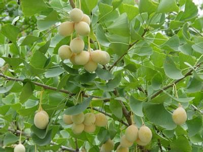 �׹���ҩ�ü�ֵ �׹����Ա������� www.027eat.com