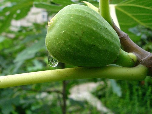 �޻���Ӫ����ֵ����Щ �ɽ�ѪѹԤ�����Ĳ� www.027eat.com