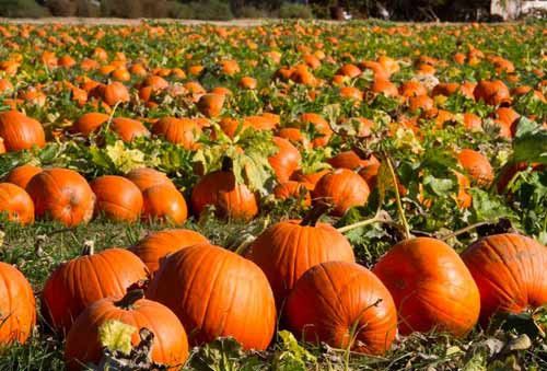 �Ϲ�Ӫ���� ���Ϲ���ʲô�ô��� www.027eat.com