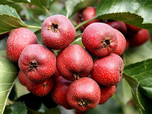 �������� С�����ɽ��洦�� www.027eat.com