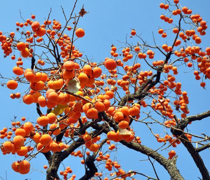 ���Ӳ�����ʲôͬ��? www.027eat.com