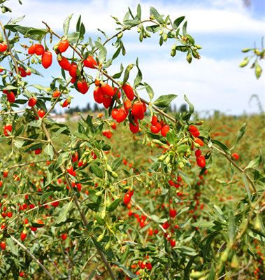 ��轵Ĺ�Ч���� ��轵�������Ⱥ www.027eat.com