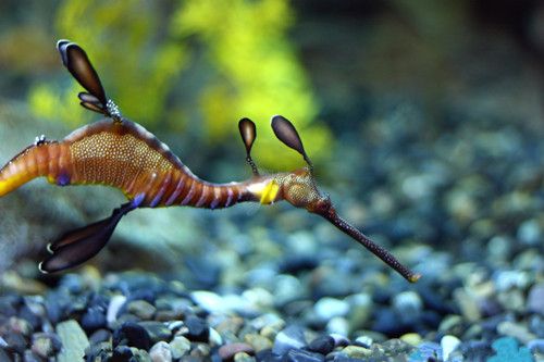 �����Ĺ�Ч�����ü�ʳ�÷��� www.027eat.com