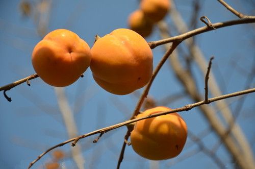 ���ӵĶ��ֹ�Ч  ��ѹֹѪ������ www.027eat.com