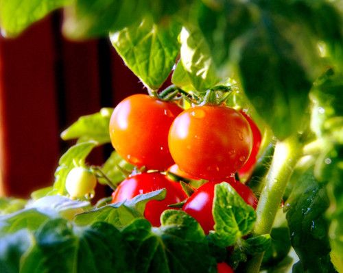 ���ӵĶ��ֹ�Ч  ��ѹֹѪ������ www.027eat.com