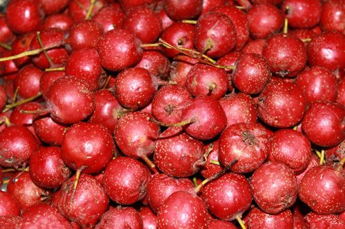 �ļ�ɽ髼����ܶ�Ա ��֬�Ŷ������� www.027eat.com