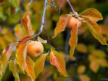 �����ӵĽ��� �����ӱ���ע����� www.027eat.com