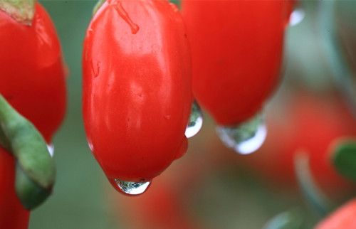 ��轵����� ��轶���й�������� www.027eat.com