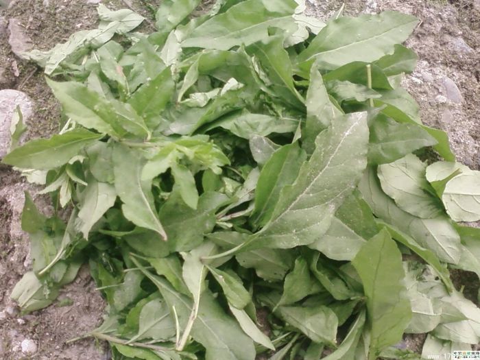 ���Ҷ�Ĺ�Ч www.027eat.com