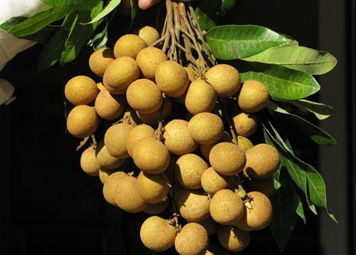 ��Բ��Ч������ �����Թ�Чһֱ�� www.027eat.com