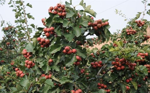 ɽ髵Ĺ�Ч������ Ϊ�����ɽ髵���һ�� www.027eat.com