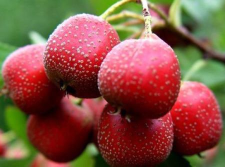 ɽ髵Ĺ�Ч������ Ϊ�����ɽ髵���һ�� www.027eat.com