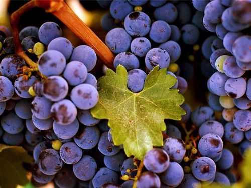 ������Ѫ��ʲô ѼѪ���ѱ���� www.027eat.com