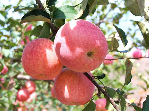 ƻ������������Щ�ô� ƻ���ĺô� www.027eat.com