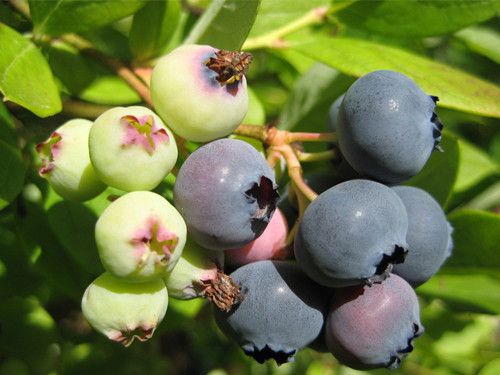 ��ݮ��ô�� ������ݮ��ô�Բź� www.027eat.com