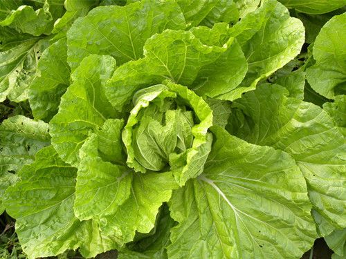 ��ʳ���� �Դ�ײ�����Щ������ www.027eat.com