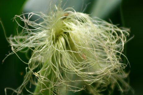 ������Ĺ�Ч��ҩ������ www.027eat.com