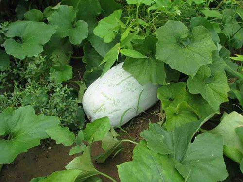 ���ϼ��ʻ��� ���Ͽ�����ô�Ը��� www.027eat.com