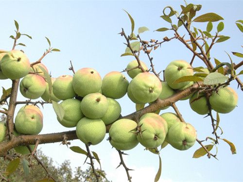 Ұľ�ϵĹ�Ч������ www.027eat.com