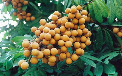 ��Բ��Ӫ����ֵ����Щ ��Բ��ʳ�ƹ�Ч www.027eat.com