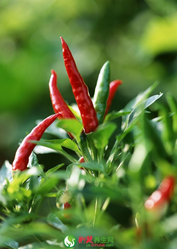 ��������ʮ��ô� www.027eat.com