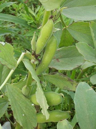 蚕豆的功效与作用 健脑降低胆固醇 www.027eat.com