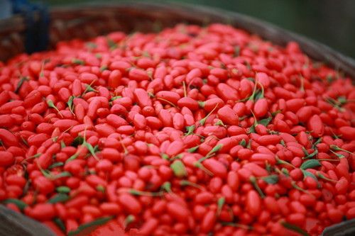 ��Ƣ�������ε�����轾� www.027eat.com