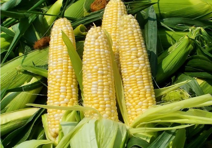 �����׵����ã���˥���� ���۾� www.027eat.com