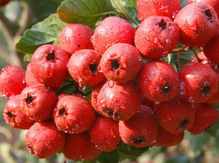 ������ʳ������ �ɶ��ɽ髺����� www.027eat.com