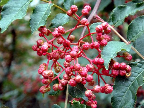 ������Ч������ www.027eat.com