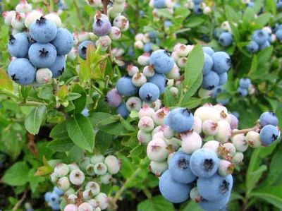 Ů�Գ�ʲôˮ���� ��ݮ����Ů���������� www.027eat.com