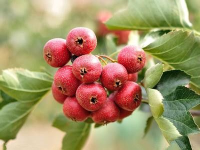 ɽ髵��Ĵ�Ч ɽ髿�������� www.027eat.com