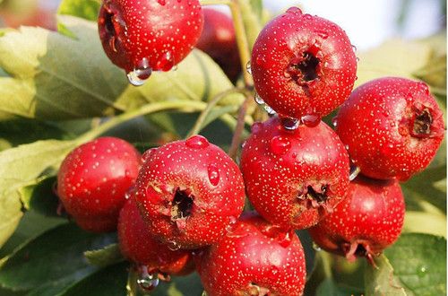 ���ʵ�Ů��ע���� ʳ��ɽ������ www.027eat.com