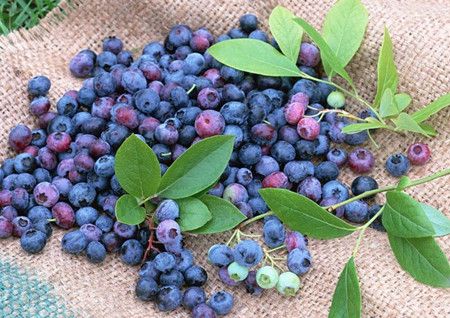 ��ݮ��Ӫ����ֵ ��ݮ�ı������� www.027eat.com