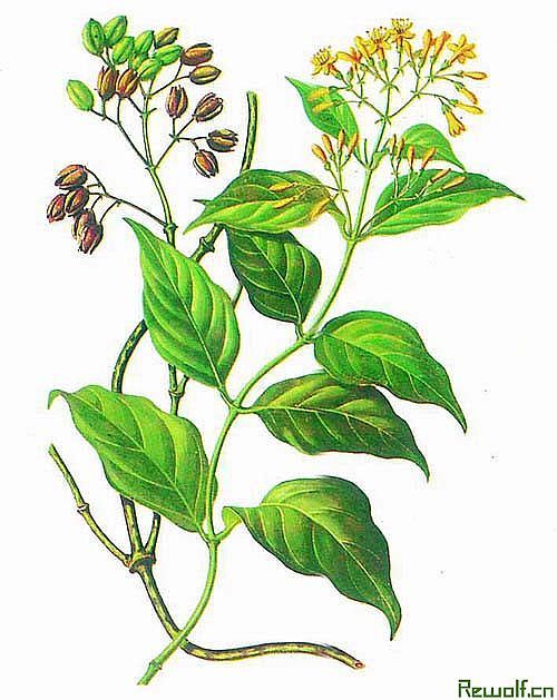 ��轸��������빦Ч �ع�Ƥ�������빦Ч www.027eat.com