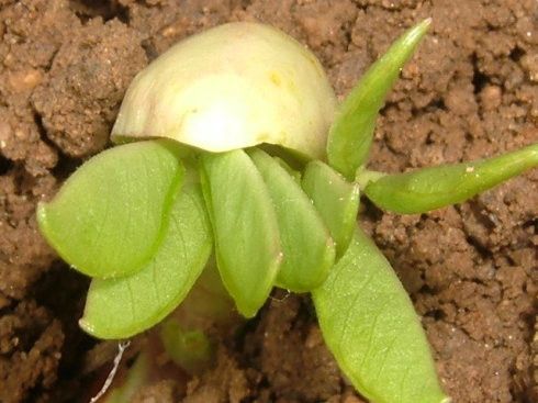 ��ѧ֤ʵ������ѿӪ�����ٱ� www.027eat.com