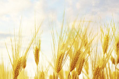 �����Ӫ����ֵ  ���������Ľ��� www.027eat.com