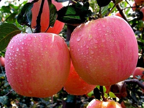 熬夜后吃苹果恢复精力 www.027eat.com